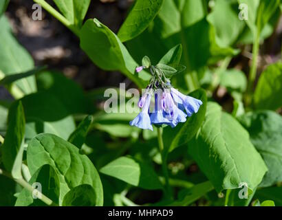 Details für Virginia Bluebell Blumen und grüne Blätter in einem Feuchtgebiet. Stockfoto