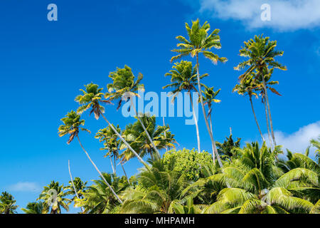 Coconut Palm Tree detail Close up in Polynesien Stockfoto