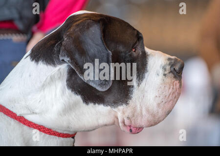 Dogge hund Nase Profil Suchen rechts Stockfoto