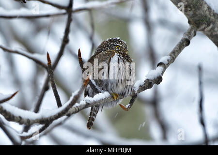 Eine kleine Nördliche Sperlingskauz (Glaucidium gnoma) auf eine Zweigniederlassung einer Pappel während eines Frühling Schnee Sturm in ländlichen Alberta Kanada gehockt Stockfoto