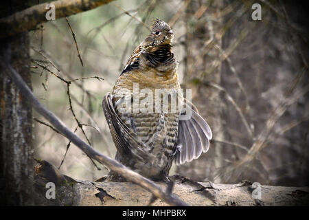 Ein erwachsenes Männchen vari Grouse (Bonasa umbellus); Trommeln auf einen gefallenen log einen Gehilfen während der Paarungszeit in ländlichen Alberta Kanada zu gewinnen Stockfoto