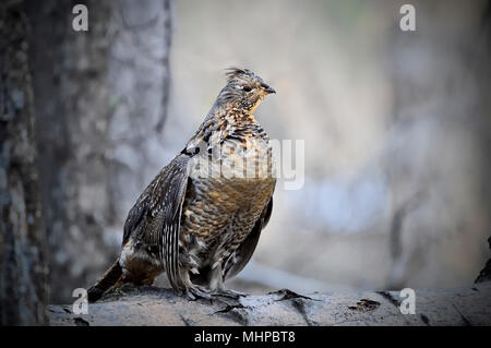 Ein erwachsener Vari Grouse (Bonasa umbellus); mit Sonnenlicht auf seinem Brest und thront auf einem gefallenen log bereit zum Start drumming einen Gehilfen zu atract in Stockfoto