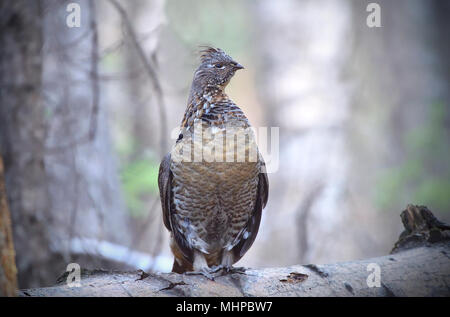 Eine Vari Grouse (Bonasa umbellus); auf einen gefallenen Log in den dunklen Wald von Alberta Kanada gehockt Stockfoto