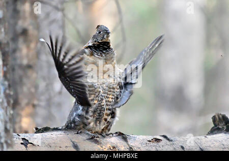 Ein männlicher Vari Grouse (Bonasa umbellus); Trommeln auf seine Brest, um zu versuchen, einen Gehilfen in den dunklen Wald von Alberta Kanada zu gewinnen. Stockfoto