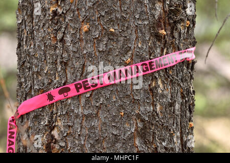 Eine große Kiefer, die durch die Verseuchung von Pine Käfer in ländlichen Alberta Kanada getötet wurde. Stockfoto