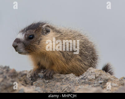 Nahaufnahme eines Yellow-Bellied Murmeltier (Marmota flaviventris) in British Columbia Kanada Stockfoto