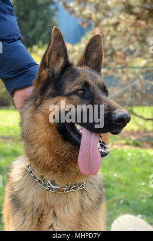 Nahaufnahme der Deutsche Schäferhund Stockfoto