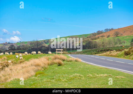 Die idyllische Landschaft der britischen Landschaft im Frühjahr. Trockenes Gras auf dem Feld, die Hügel und die Bäume im Hintergrund, gutes Wetter, blauer Himmel, Lämmer in der Nähe von Straße, Ruhe. Stockfoto