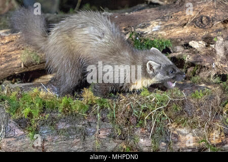 Baummarder (Martes martes) auf der Suche nach Nahrung auf Protokolle in Schottland, Großbritannien Stockfoto