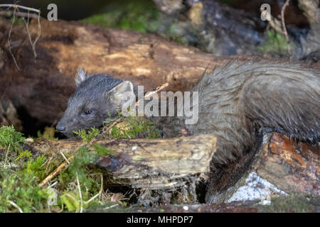 Baummarder (Martes martes) auf der Suche nach Nahrung auf Protokolle in Schottland, Großbritannien Stockfoto