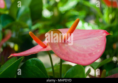 Schöne rosa Farbe anthurium Blumen in einem Garten. Stockfoto