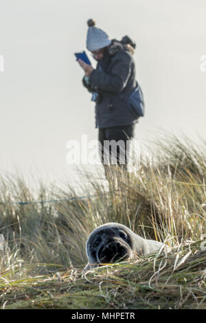 Grau seal Pup versteckt in den Dünen im Vordergrund, während eine Frau mit Bommel hat sich mit Ihrem Mobiltelefon im Hintergrund Stockfoto