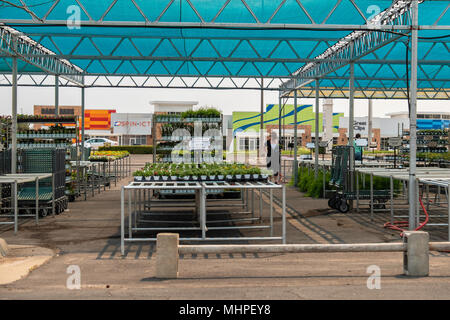 Zwei Frauen wählt Feder Beetpflanzen von einem Outdoor pflanze Mart. Wichita, Kansas, USA. Stockfoto