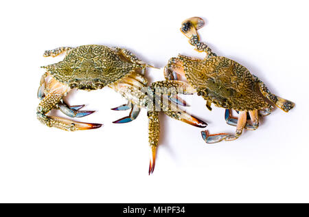 Zwei Krabben auf weißem Hintergrund, Meeresfrüchte Stockfoto