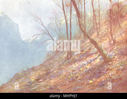 Die Schweiz. Leberblümchen im Wald in Bex 1917 alte antike Bild drucken Stockfoto