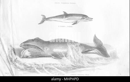 Aquatische Säugetier. Delphinus Balaena; Delphis-Dolphin; Mysticetus-Greenland Wal 1880 Stockfoto