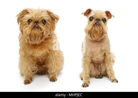 Brüsseler Griffon hunde Rasse vor und nach dem Haarschnitt isoliert auf weißem Stockfoto