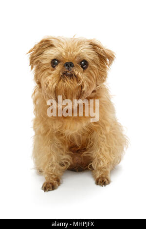 Shaggy Hunderasse Brüsseler Griffon vor Scheren, auf weissem isoliert Stockfoto