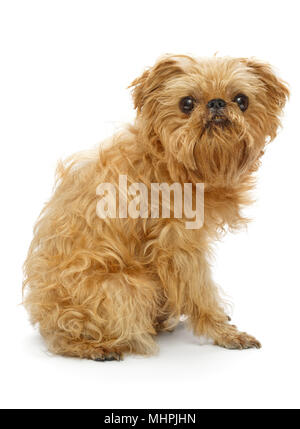 Shaggy Hunderasse Brüsseler Griffon vor Scheren, auf weissem isoliert Stockfoto