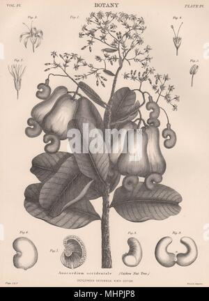 Anacardium Occidentale (Cashewnuß-Baum) 1898 alte antike Bild drucken Stockfoto