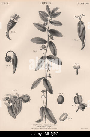 Euphorbia hypericifolia. (Tutsan-Leaved Wolfsmilch) 1898 alte antike Bild drucken Stockfoto