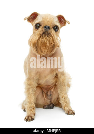 Hund Hunderasse Brüsseler Griffon grooming, isoliert auf weißem Stockfoto