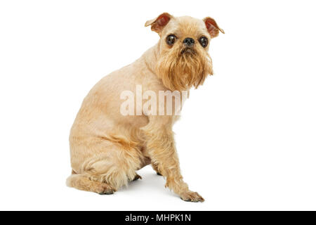 Hund Hunderasse Brüsseler Griffon grooming, isoliert auf weißem Stockfoto