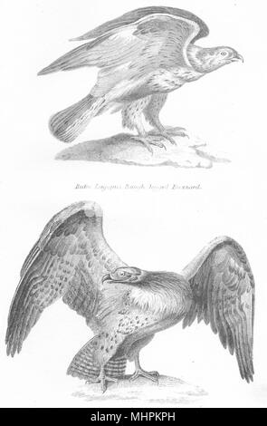 Vögel. Falcon; Buteo lagopus. Bussard; Spiz Bellicosus Martial Eagle 1880 Stockfoto