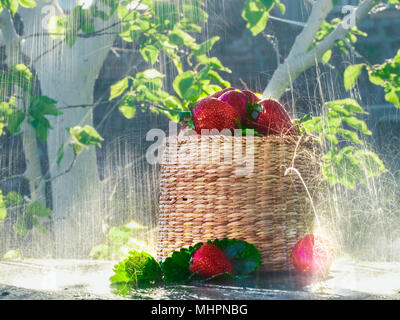 Regen auf einen Korb gefüllt mit Erdbeeren Horizont Stockfoto