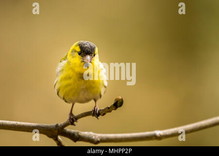 Männliche Siskin bei RSPB Vogel Ausblenden auf Lake Vyrnwy Wales UK Stockfoto