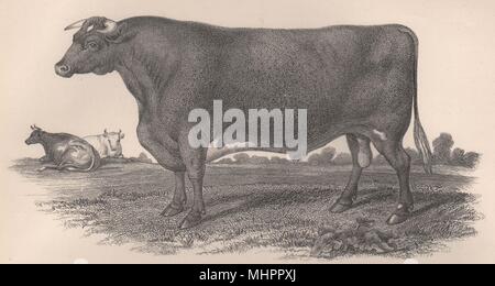 Vieh. Short-Horned Stier Phoenix 1898 alte antike vintage Bild drucken Stockfoto