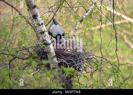 Die Krähe Feeds das neugeborene Küken im Nest Stockfoto