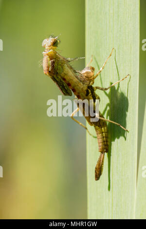 Serie 4 von 13, große, rote damselfly, Pyrrhosoma nymphula, Larve, Larven, unreife Erwachsene emerging, Sussex, UK, April Stockfoto