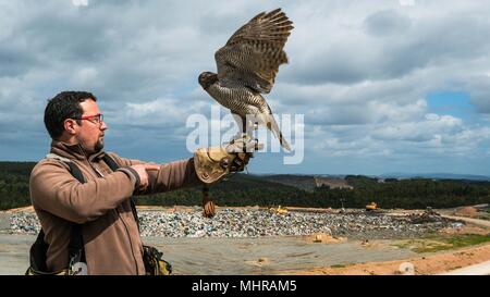 Ausgebildete Falcon Stockfoto