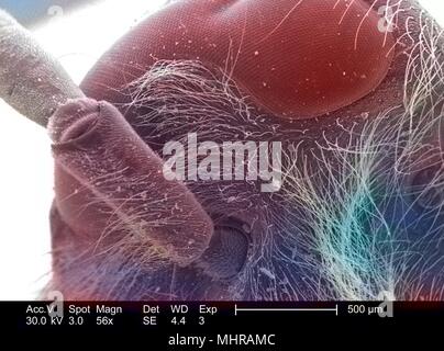 Morphologische Details eines nicht identifizierten hymenopteran Insekten Kopf und Antenne, in der 56-fach vergrößert dargestellt Rasterelektronenmikroskopische (SEM) Bild, 2005. Mit freundlicher Seuchenkontrollzentren (CDC)/Janice Haney Carr. Hinweis: Das Bild hat digital über ein modernes Prozess eingefärbt worden. Farben können nicht wissenschaftlich korrekt sein. () Stockfoto