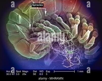 Morphologische Merkmale der segmentierten ist ein nicht identifizierter Tausendfüßler Körper, in den 25 x dargestellten vergrößerten Rasterelektronenmikroskopische (SEM) Bild, 2005. Mit freundlicher Seuchenkontrollzentren (CDC)/Janice Haney Carr, Oren Mayer. Hinweis: Das Bild hat digital über ein modernes Prozess eingefärbt worden. Farben können nicht wissenschaftlich korrekt sein. () Stockfoto