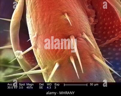 Exoskeletal Oberfläche eines nicht identifizierten Roach, in der 457 x vergrößert dargestellt Rasterelektronenmikroskopische (SEM) Bild, 2005. Mit freundlicher Seuchenkontrollzentren (CDC)/Janice Haney Carr. Hinweis: Das Bild hat digital über ein modernes Prozess eingefärbt worden. Farben können nicht wissenschaftlich korrekt sein. () Stockfoto