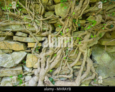 Große knorrige Stamm einer Efeu (Hedera helix) auf einer alten Steinmauer oa ein verlassenes Haus Stockfoto