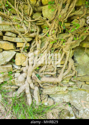 Große knorrige Stamm einer Efeu (Hedera helix) auf einer alten Steinmauer oa ein verlassenes Haus Stockfoto