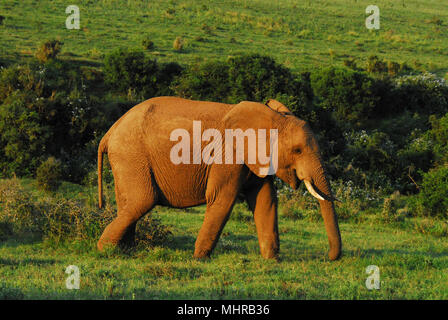 Nahaufnahme von einem majestätischen gefährdet Elefanten in der Südafrikanischen Wildnis. Beachten Sie die roten Schlamm verkrusteten auf der Haut. Stockfoto