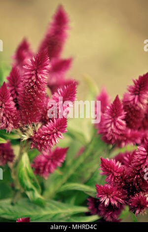 Rosa Celosia Blumen Stockfoto