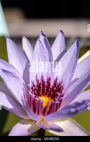 Blue Star Seerose Nymphaea nouchali Blüten unter Lily Pads auf einem Teich in Naples, Florida Stockfoto