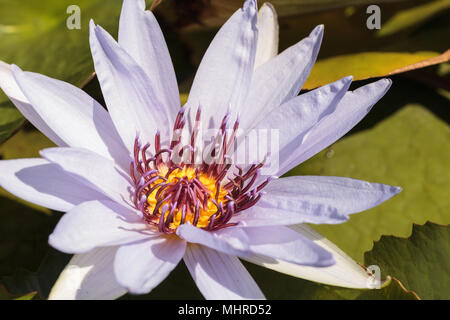 Blue Star Seerose Nymphaea nouchali Blüten unter Lily Pads auf einem Teich in Naples, Florida Stockfoto