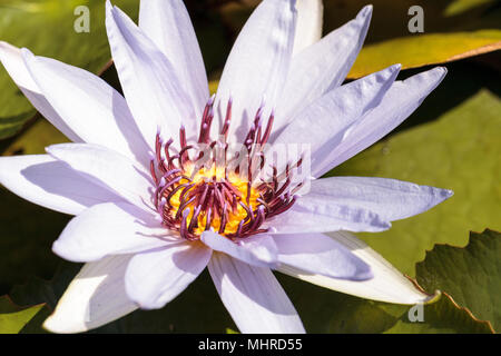 Blue Star Seerose Nymphaea nouchali Blüten unter Lily Pads auf einem Teich in Naples, Florida Stockfoto