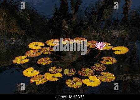 Blue Star Seerose Nymphaea nouchali Blüten unter Lily Pads auf einem Teich in Naples, Florida Stockfoto