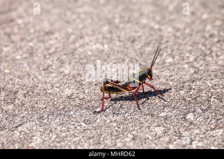 Kinder Braun und Gelb Östlichen lubber grasshopper Romalea microptera auch als Romalea guttata klettert auf Gras und Blätter in Immokalee, Florida Stockfoto