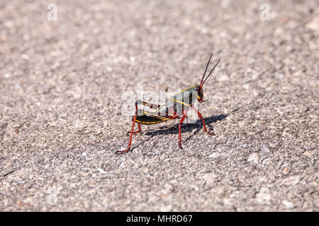 Kinder Braun und Gelb Östlichen lubber grasshopper Romalea microptera auch als Romalea guttata klettert auf Gras und Blätter in Immokalee, Florida Stockfoto