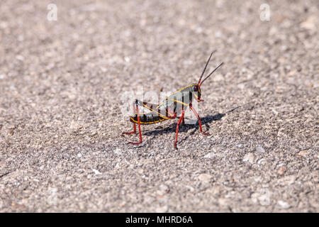 Kinder Braun und Gelb Östlichen lubber grasshopper Romalea microptera auch als Romalea guttata klettert auf Gras und Blätter in Immokalee, Florida Stockfoto