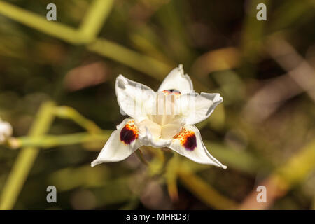 Fortnight Lily genannt auch Weiße Iris Blume Dietes bicolor blüht in einem Wassergarten in Naples, Florida Stockfoto