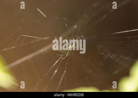 Orchard Orb-Weaver spider Leucauge venusta in der Mitte eines Web in Naples, Florida Stockfoto